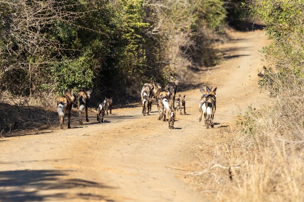 Masasaneni Pack - African Wild Dog puppies on iMfolozi