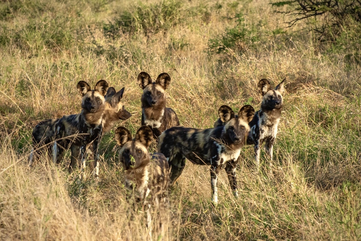 African Wild Dogs Released onto uMkhuze