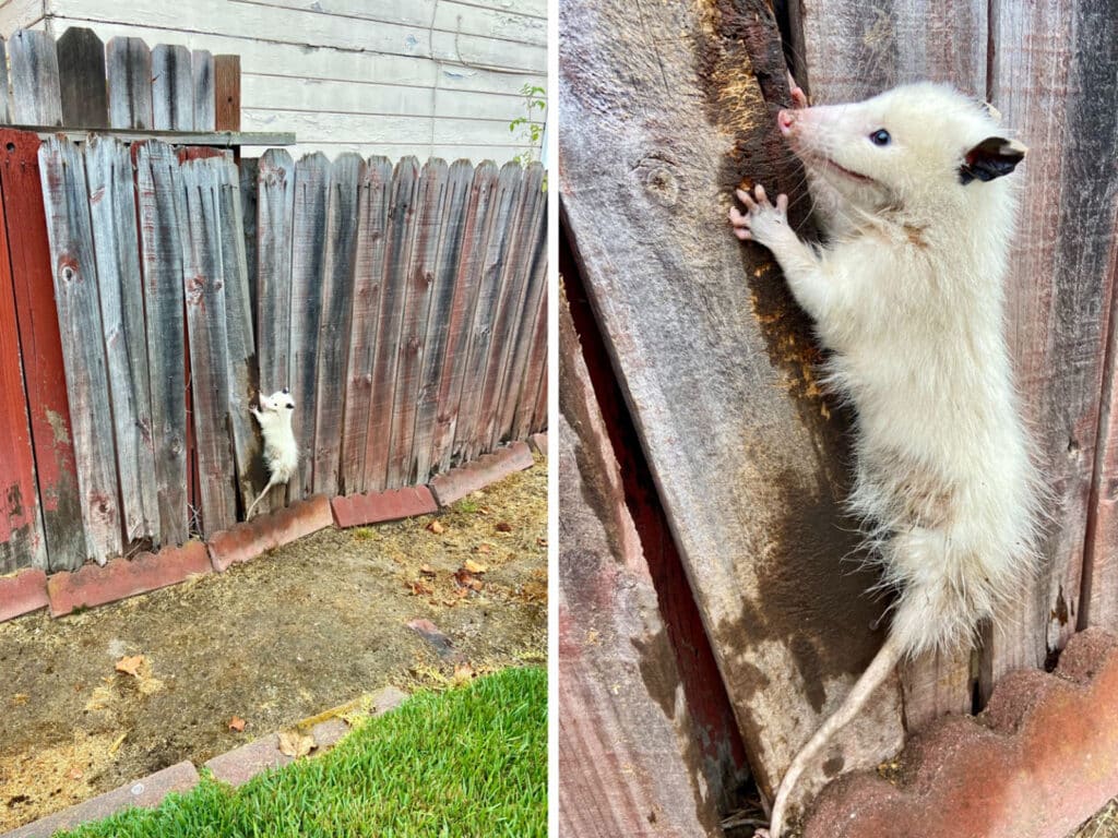 Alameda Post - photos of a opossum stuck in a fence before Steve Gorman's animal rescue