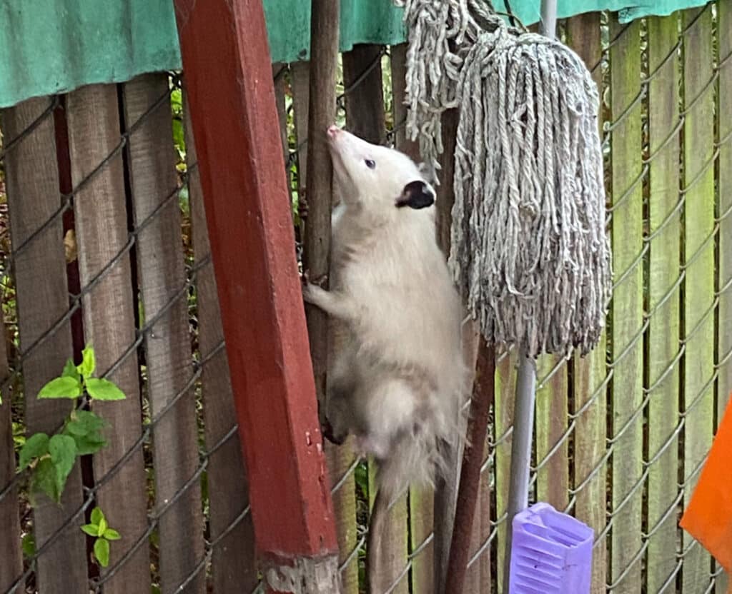 Alameda Post - an opossum scurrying away up a fence with its leg unstuck