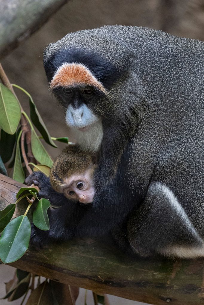 Baby DeBrazza’s monkey and mama at the San Diego Zoo