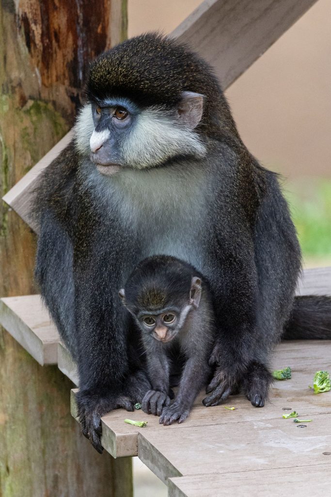 Baby red-tailed monkey and mama at the San Diego Zoo.