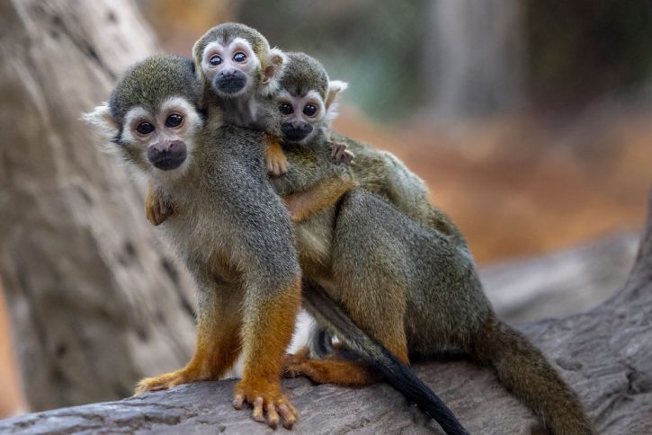 Baby squirrel monkeys at San Diego Zoo