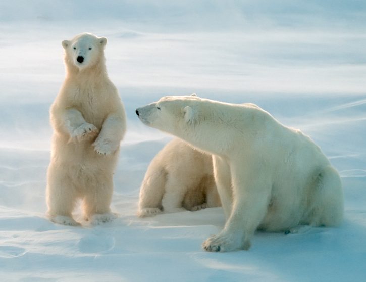 Polar bears