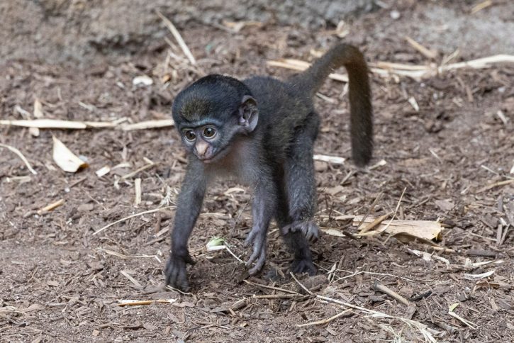 Baby red-tailed monkey at the San Diego Zoo.