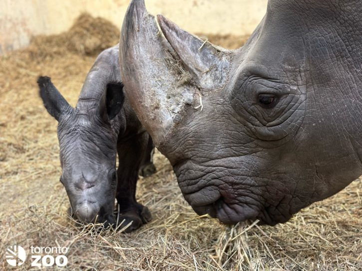 Sabi and her newborn calf at the Toronto Zoo. 