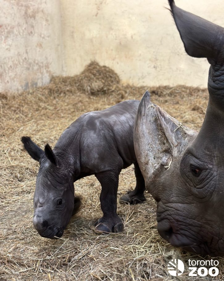 Sabi and her newborn calf at the Toronto Zoo