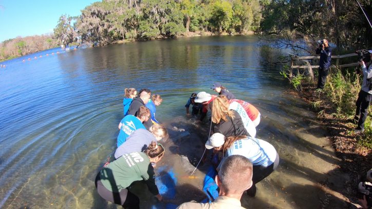 Clank the manatee getting released