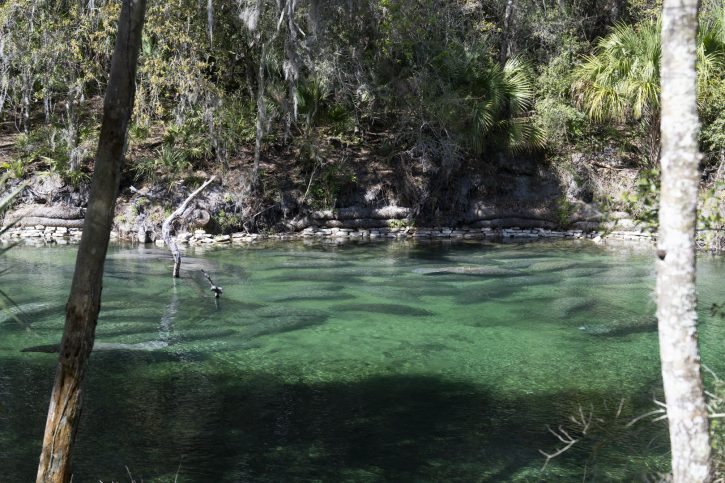 Manatees