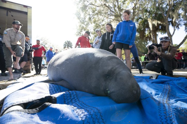 Manatee Release (Squirrel)