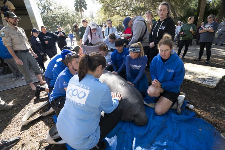 Manatee Release (Squirrel)