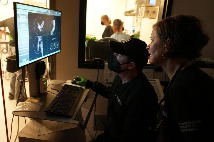 Dr. Alex Herman, VP of Veterinary Services, and Dr. Ryan Sadler, Senior Veterinarian at Oakland Zoo, examining a CT scan of the rescued tiger. Photo Credit Oakland Zoo.