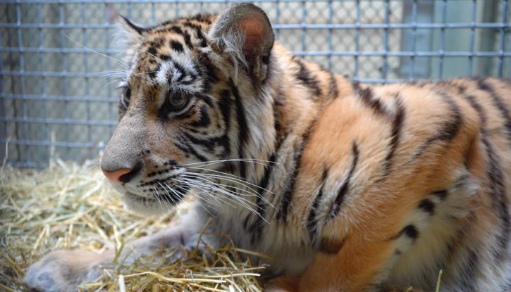 Rescued female tiger receiving extended care at the Oakland Zoo Veterinary Hospital; Photo Credit Oakland Zoo