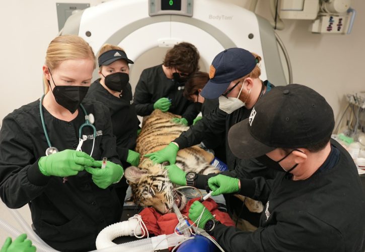 Dr. Alex Herman, VP of Veterinary Services, and Dr. Ryan Sadler, Senior Veterinarian at Oakland Zoo, examining a CT scan of the rescued tiger; Photo Credit Oakland Zoo