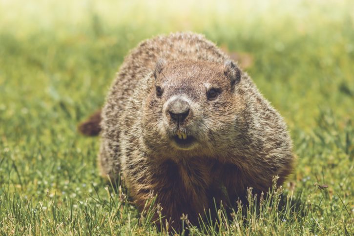 Groundhog or woodchuck