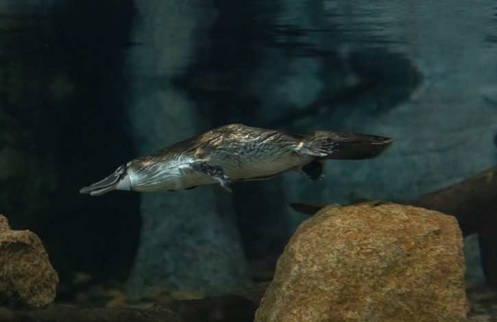 Mackenzie is a 23 year-old male platypus.