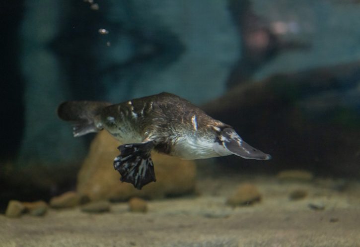 Mackenzie the platypus at Taronga Western Plains Zoo.