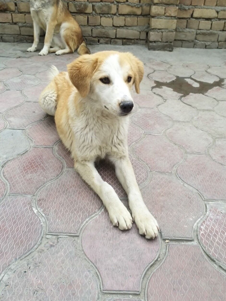 Poppy, a stray dog from Afghanistan