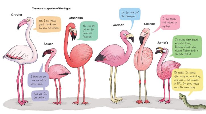 Flamingos Are Pretty Funky: Funny Nonfiction Book by Abi Cushman