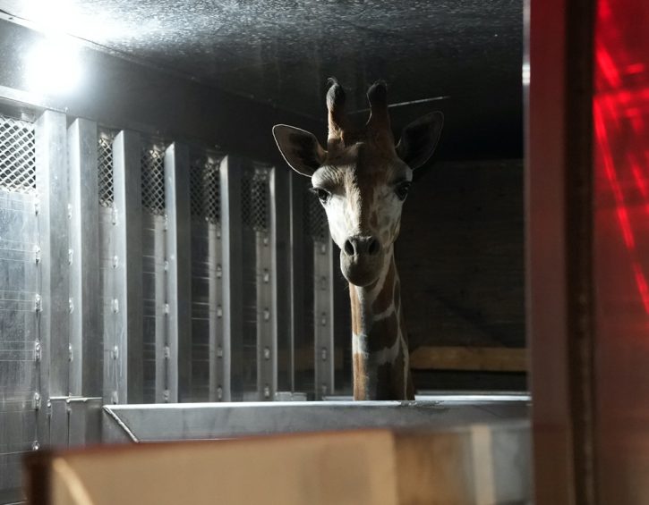 Giraffe in specially-designed carrier. Photo by Oakland Zoo.