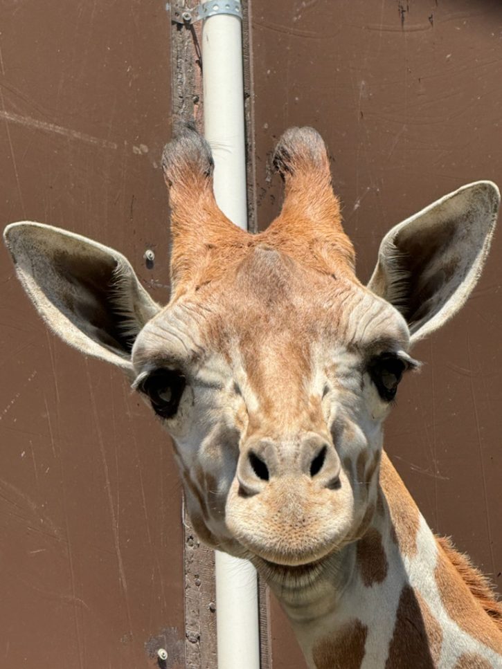 New giraffe at Oakland Zoo. Credit: Oakland Zoo.