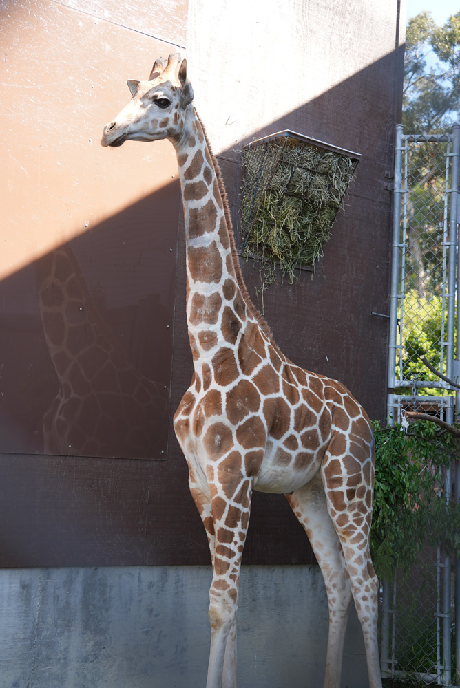 Giraffe at Oakland Zoo. Photo by Oakland Zoo.