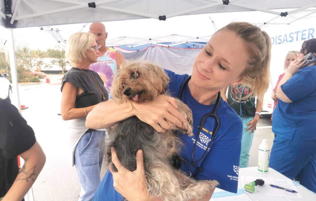 Dr. Katherine Polak of the Humane Society of the United States in Charlotte County treating storm-tossed animals. COURTESY PHOTOS