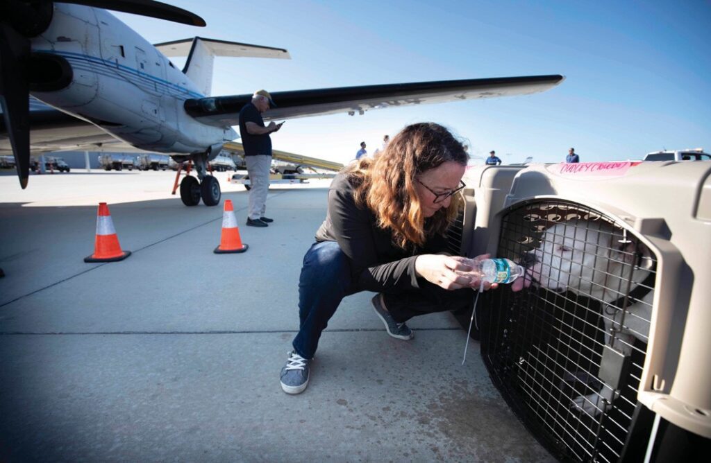 Sarah Baeckler, CEO of Humane Society Naples, sends Dudley on his way to a new life in Ohio with a drink of water.