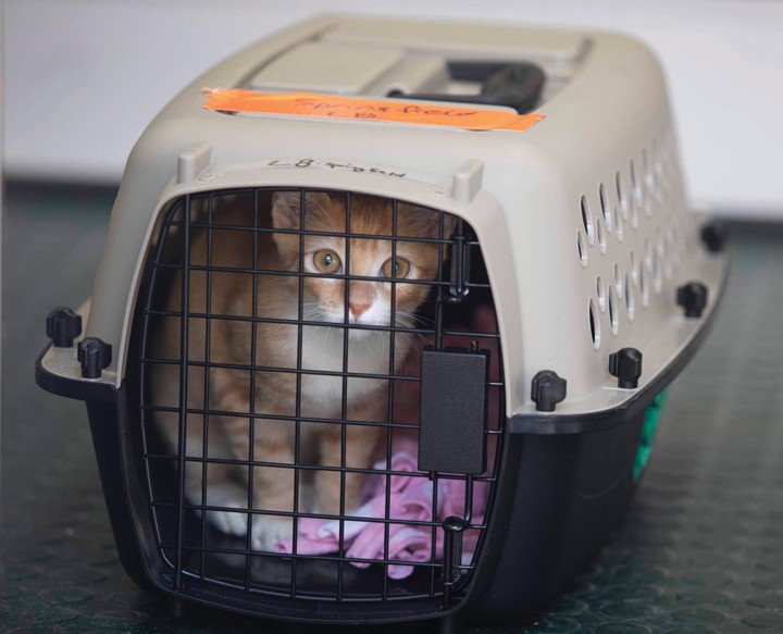 Little Goldie became a Vermonter, flown to a no-kill shelter to make room for Ian’s refugees at the Humane Society Naples.