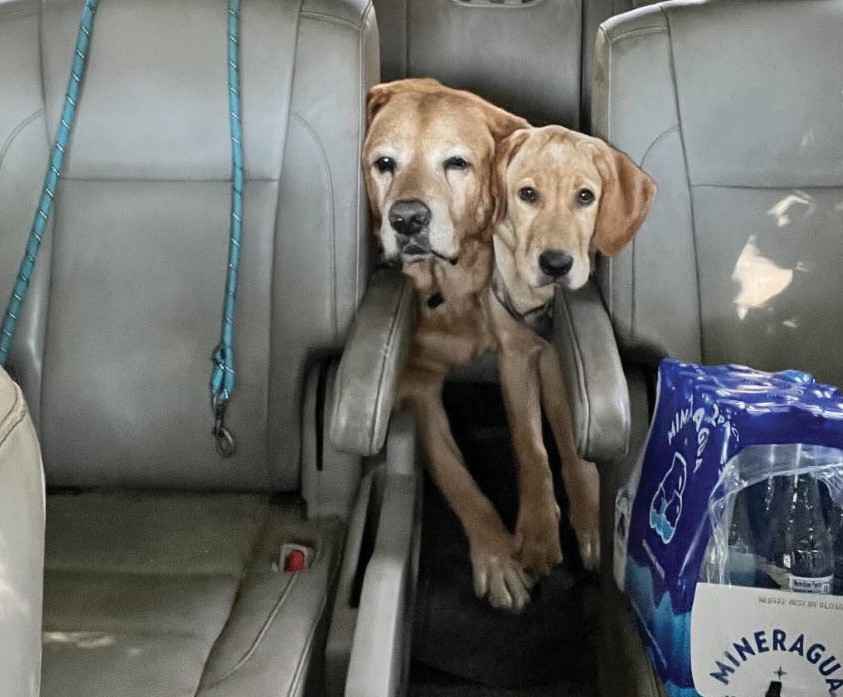 Goose and Adrian, two of Bridgit Budd’s three dogs, helped her weather hurricane Ian on Sanibel Island.