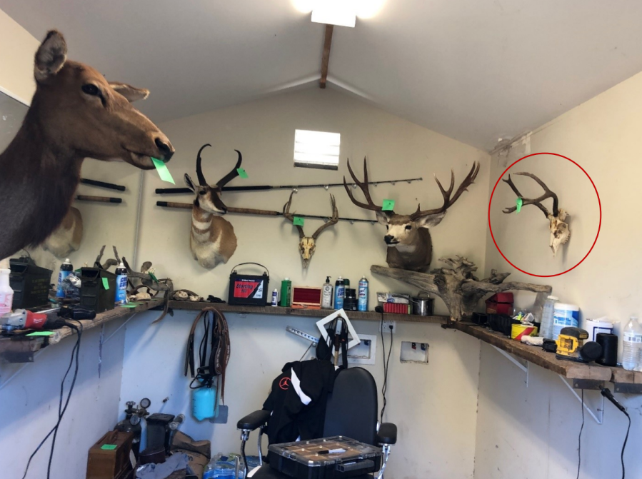 A mounted trophy of a deer believed to be harvested illegally is seen in a shed belonging to Martin M. Bravo, photographed during a search warrant on Dec. 8, 2021 (Ventura County District Attorney's Office/California Fish and Wildlife)