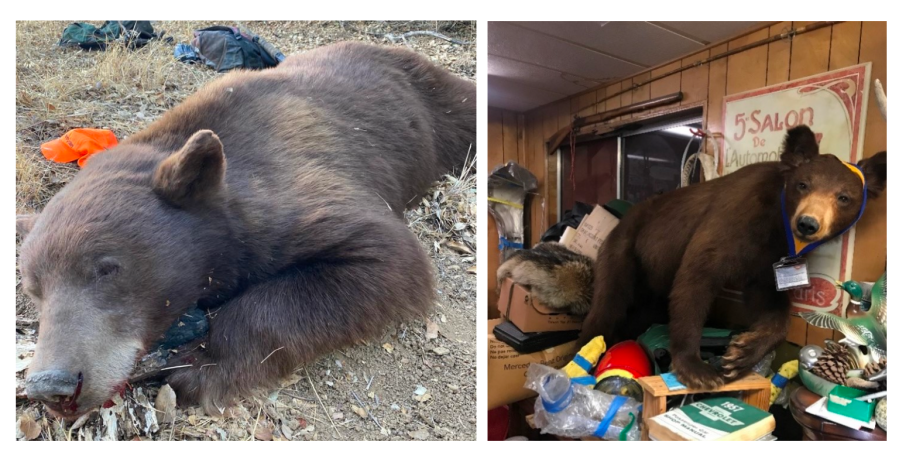 A photograph of a bear taken on Oct. 18, 2020 from a seized cell phone (left) and what is believed to be the same bear located at a taxidermist shop in Oxnard several months later. (Ventura County District Attorney's Office/California Fish and Wildlife)