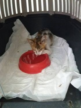 ACT! Animal Care Thassos : Another injured cat