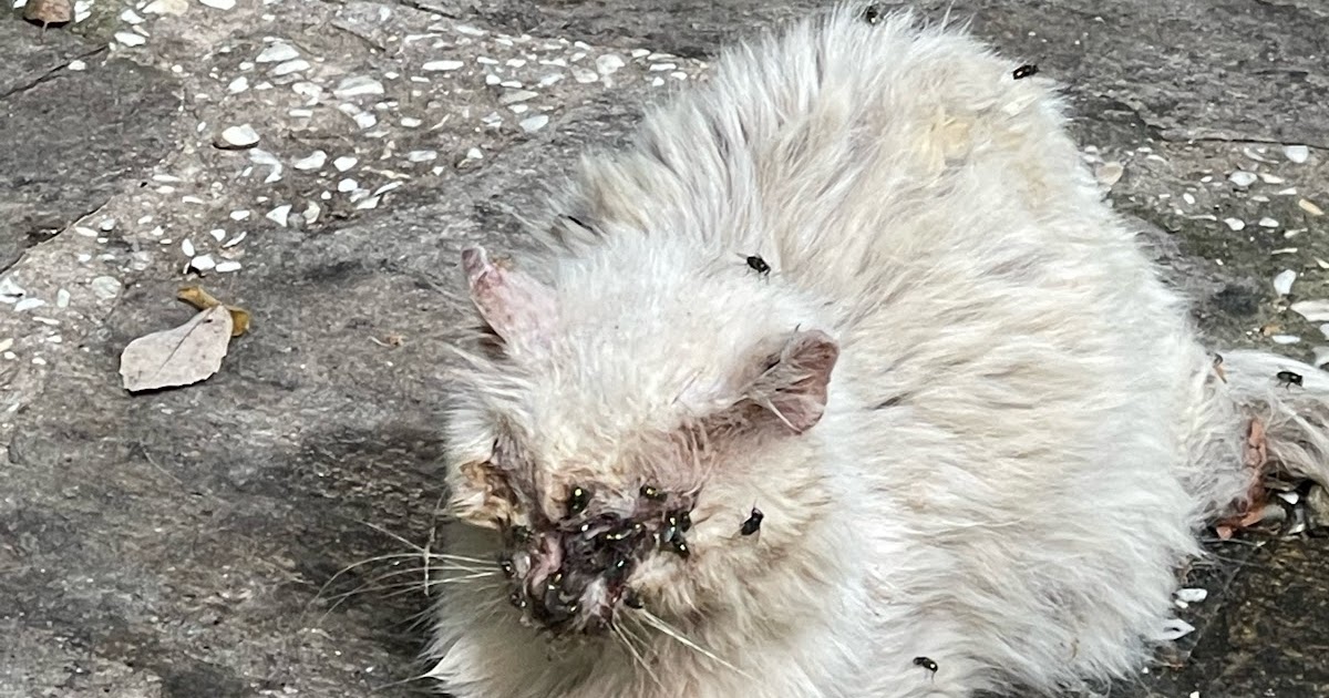 ACT! Animal Care Thassos : Cat in terrible condition