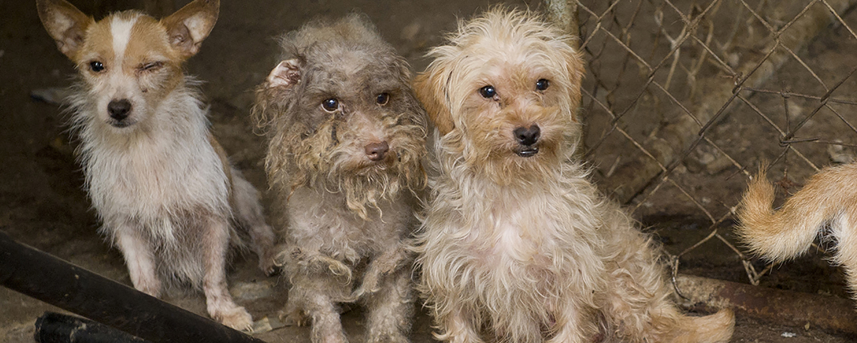All the great progress in our fight against puppy mills this summer
