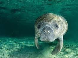 Channeled Messages from Manatee for All!