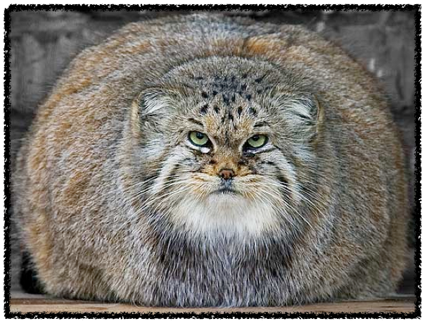 Does this Fur Make Me Look Fat?