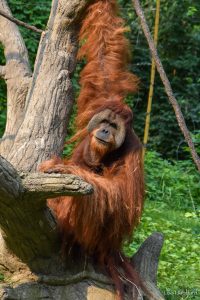 Happy International Orangutan Day! | Cincinnati Zoo Blog