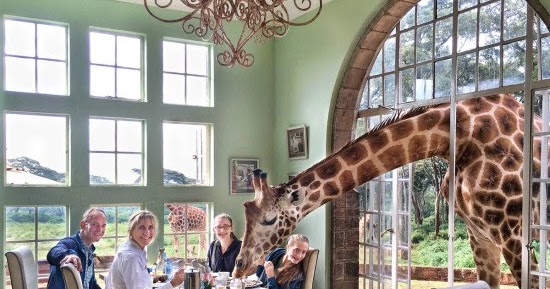 If You Invite a Giraffe to Breakfast....