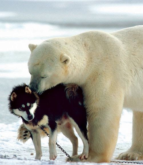 Polar Bear Sleds...and Their Sled Dogs