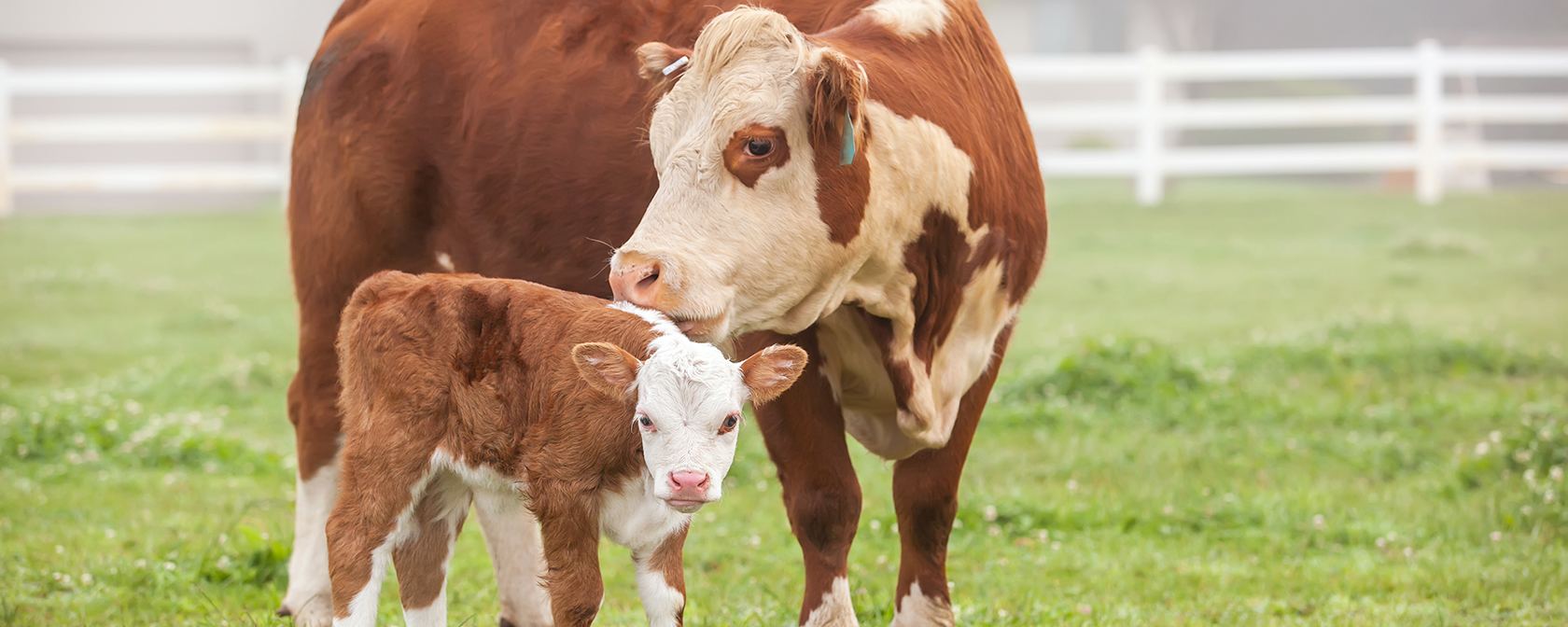 Putting the ‘USDA Organic’ label on a stronger animal welfare path