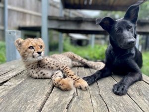 Rozi and Daisy – The Zoo’s Newest Friends