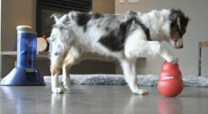 The Easy Way to Keep Dogs Active and Engaged
