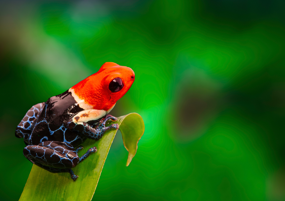 4 Ways Animals Adapt To Life In The Rainforest