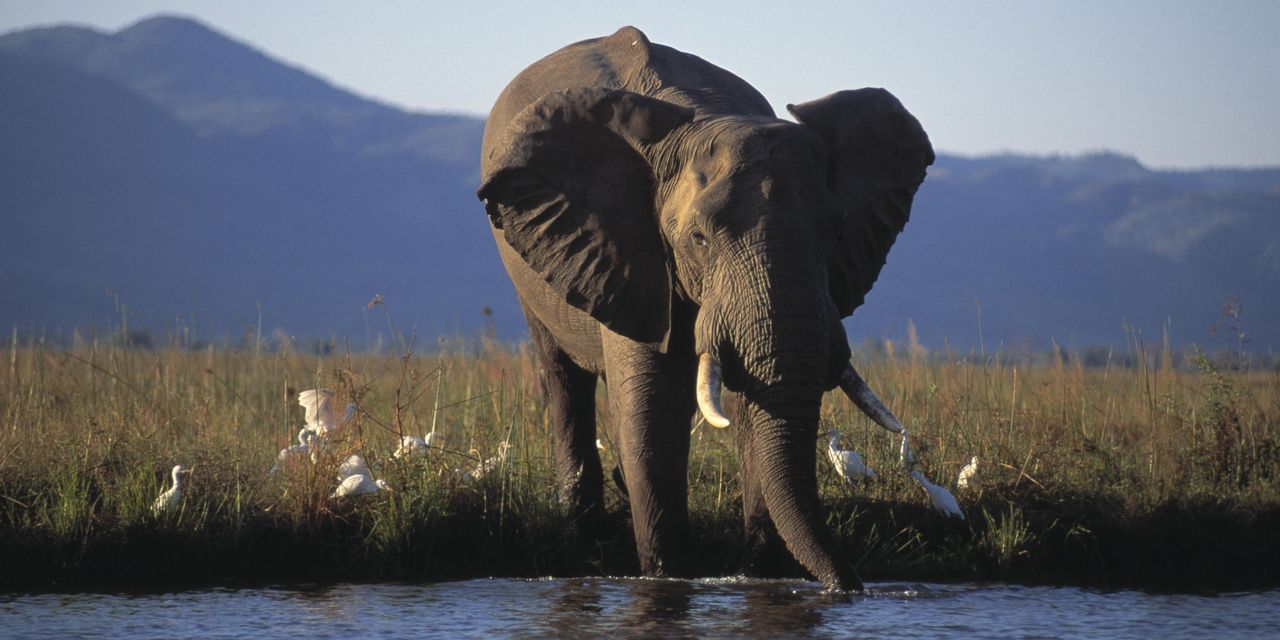 A Trophy-Hunting Ban Could Hurt Animals More Than It Helps