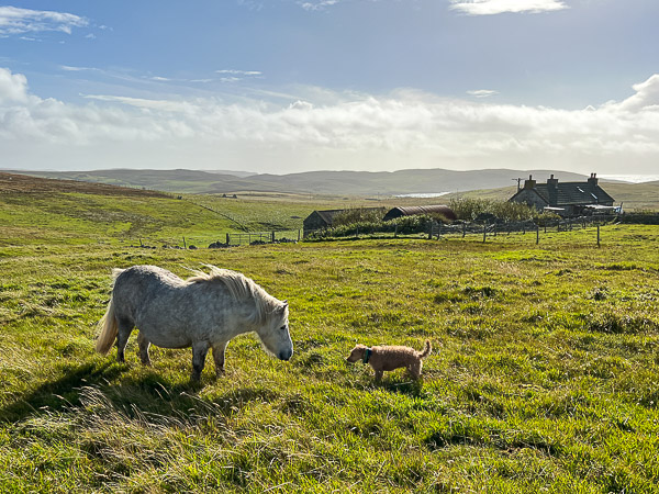 All Home | My Shetland