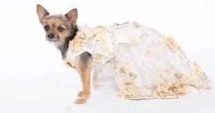 Animal Clothing Market Is Expected To Reach USD 7.67 BN by 2031 Growing At A CAGR Of 4.2% From 2022 to 2031: Market.US