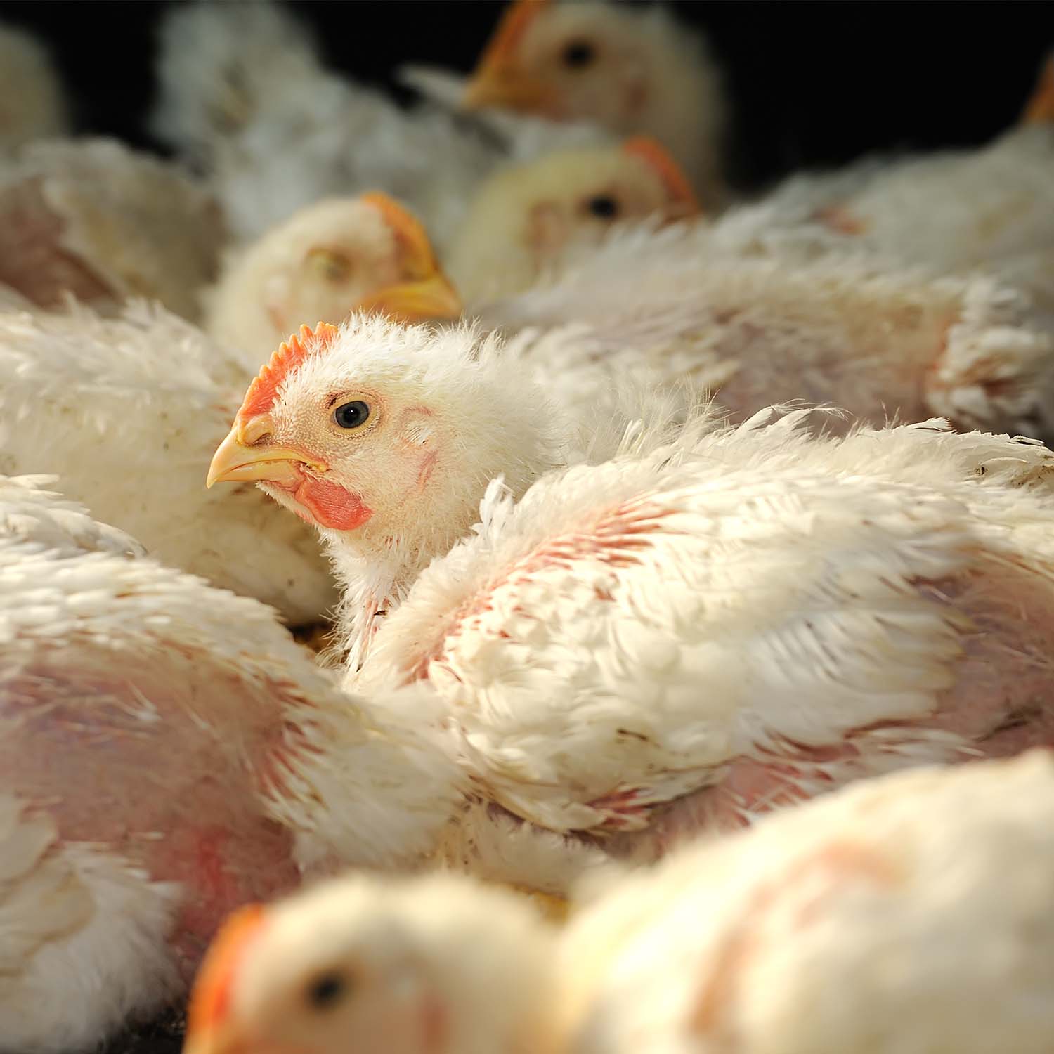 EU Commission Recognizes Plight of Fast-Growing Chickens for Meat