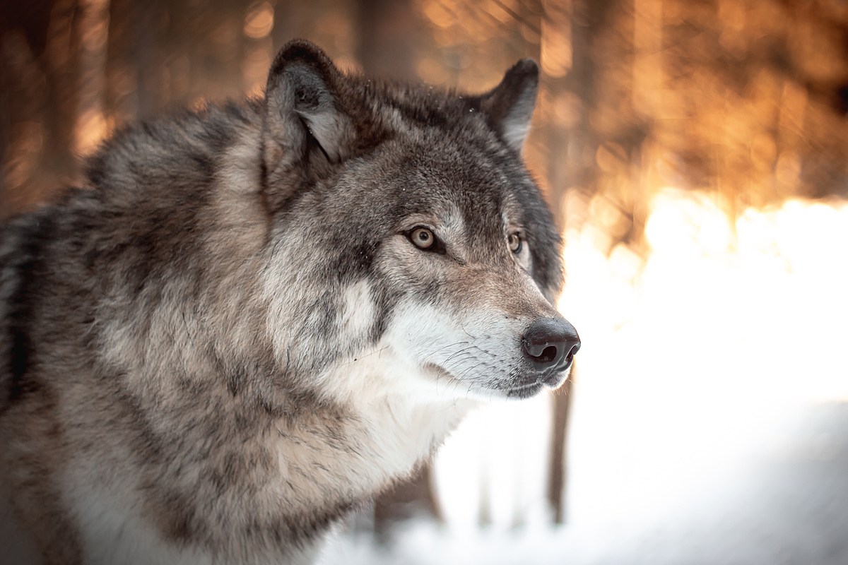 Animal Killed Confirmed As Wolf, Only 3rd Found In NY In 25 Years