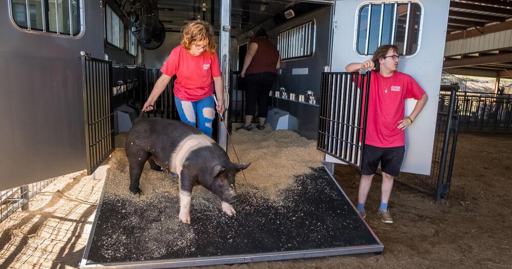 Animal magnetism: Harvest Festival a labor of love for ag students | Local News
